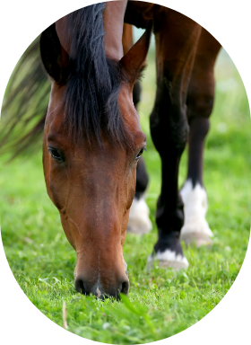 A bay horse grazes on pasture with healthy hooves.