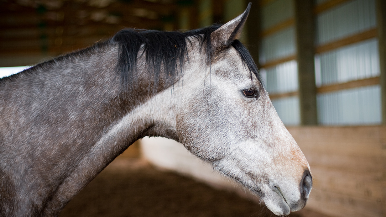 A healthy senior horse with a specialized feed program