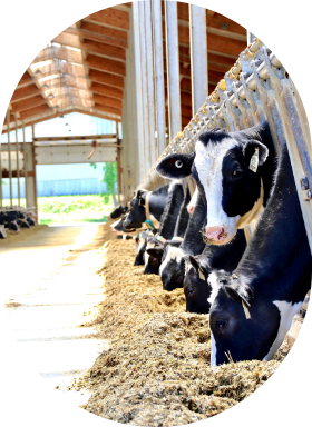 Heifers in a cowshed eats feed mixed with Sollio Agriculture's Goliath product.