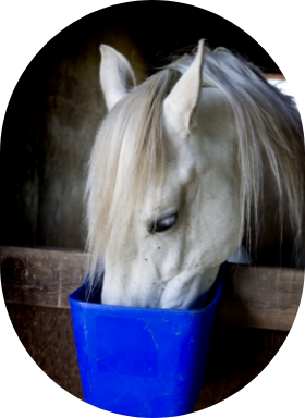 A white horse eats feed from a manger in his box.