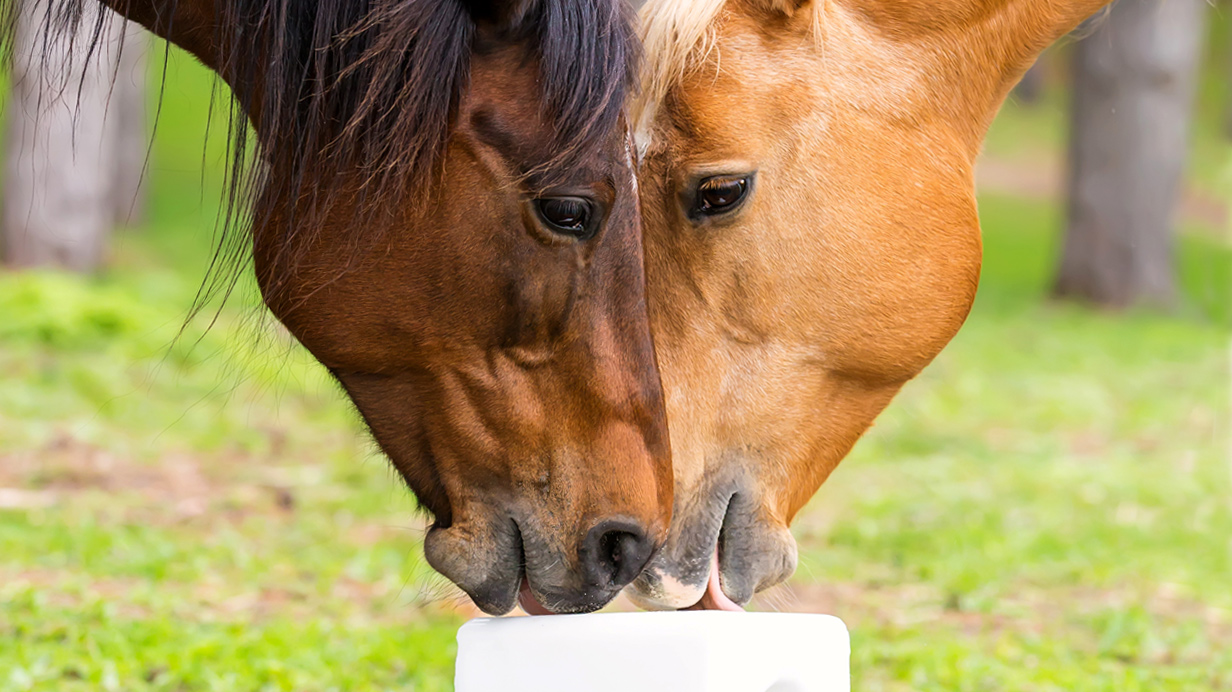 Horses licking an EquiBloc salt lick.