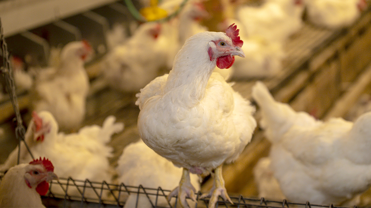 Laying hens in conventional breeding management look through the fence of their housing.