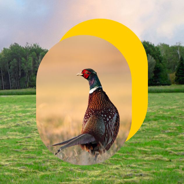 A breeding pheasant seen from behind walks on the grass.