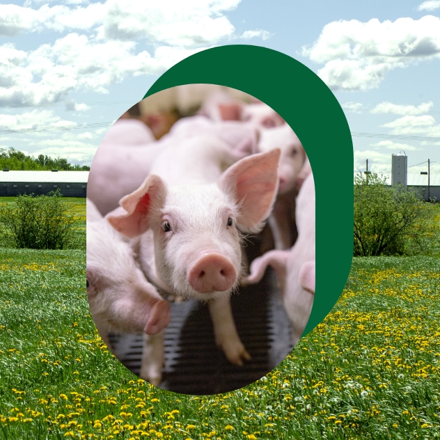 Healthy piglets on a farm.