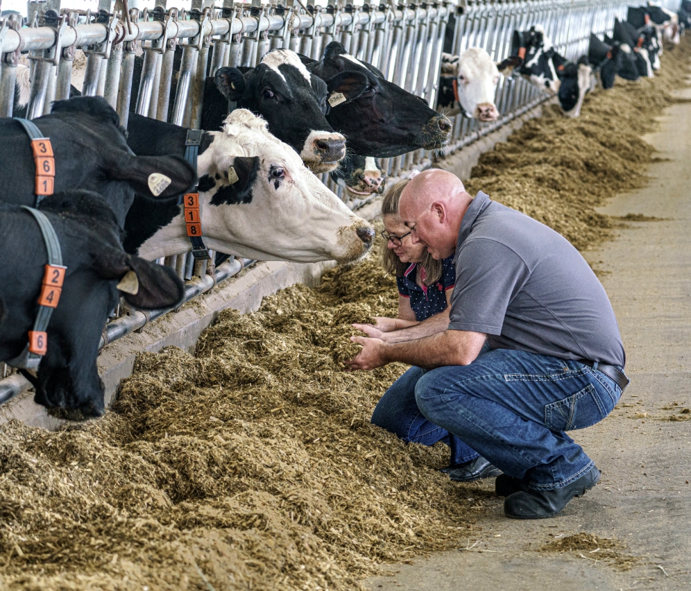 Un expert-conseil de Sollio Agriculture et une productrice évaluent la qualité de l'alimentation du troupeau de vaches laitières.