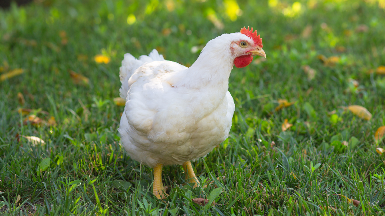 A replacement pullet foraging for food walks on the grass in an urban farming environment.