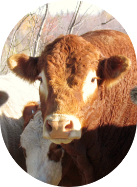 A Simmental breeding bull outdoors.