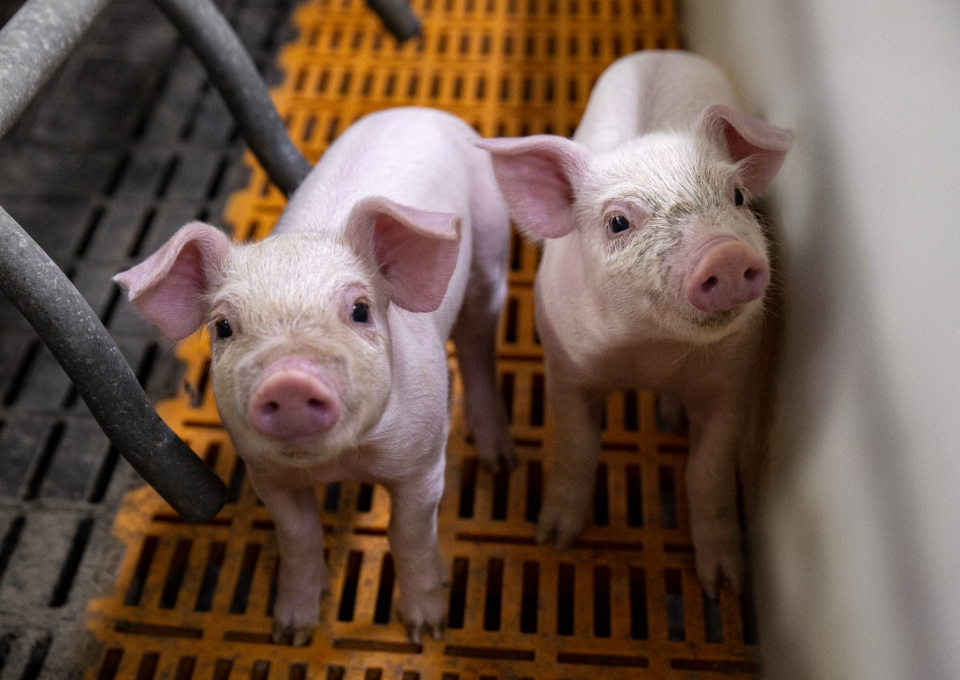Two piglets side by side on a swine farm.