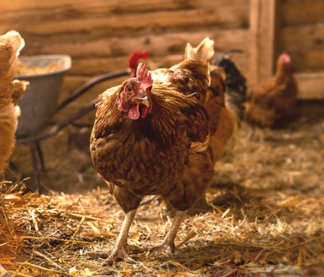 Backyard birds on straw in a henhouse