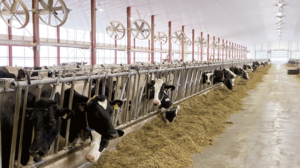 Vaches en lactation dans une étable ventilée en été, qui se nourrissent de ration totale mélangée.