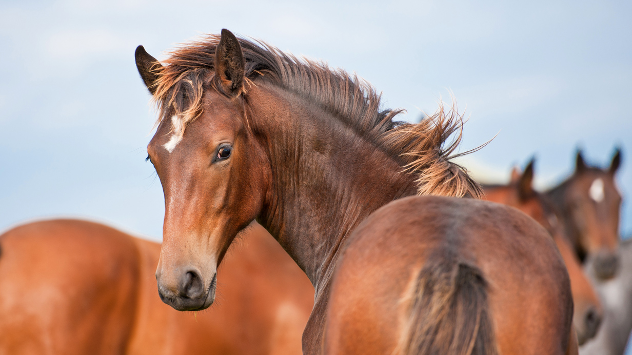 Weaned foals play in an outside paddock.