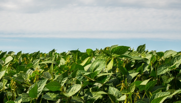 Un champ de soya en été.