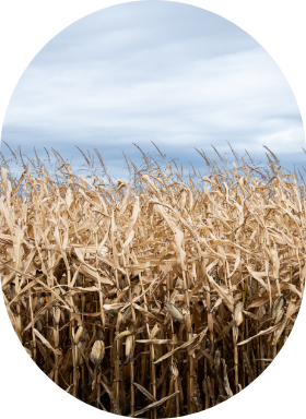 A corn field ready for harvest in the fall.