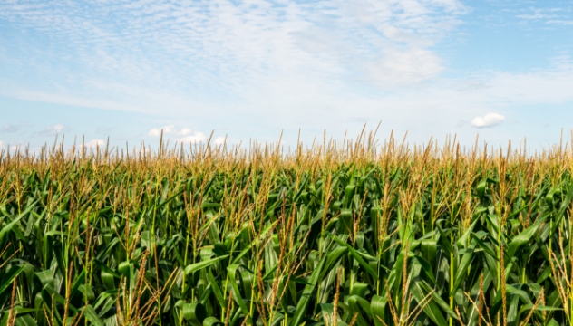 A corn field in summer under a bright blue sky.