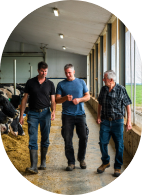 Successful farmers discussing together in a barn of dairy cows.