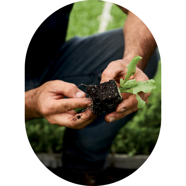 A farmer holds a lettuce sprout in his hands.