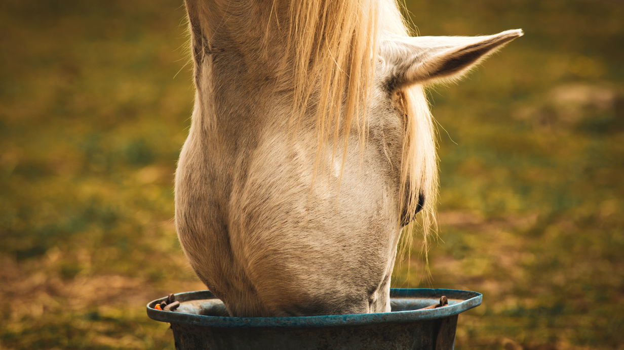 A horse outdoors feeds on a ration rich in minerals.