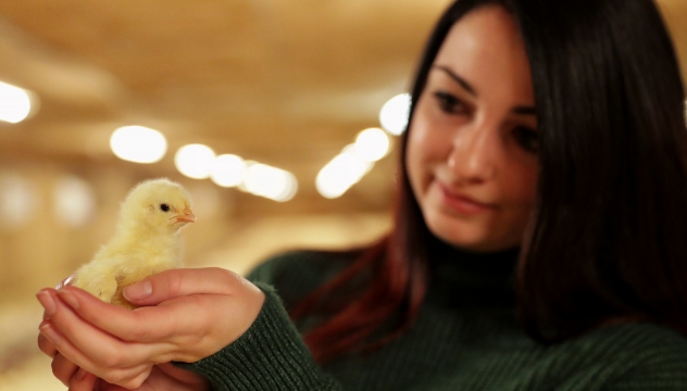 A poultry farmer holds a chick in her hands.