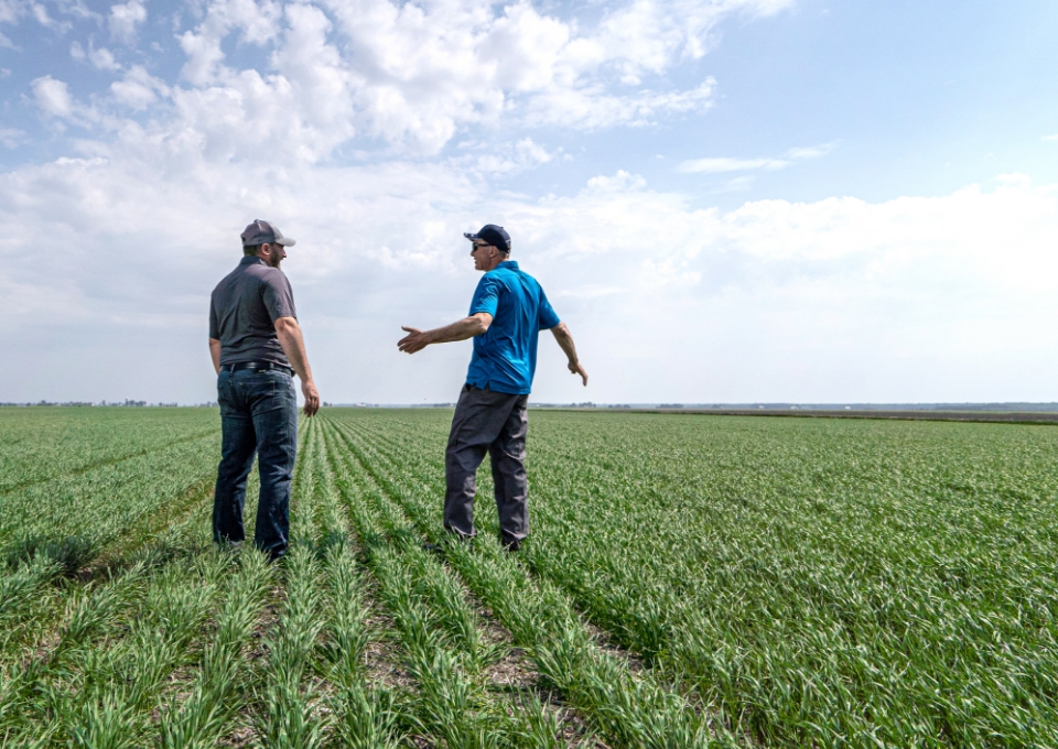 Un expert-conseil et un producteur discutent de fertilisation dans un champ de blé.