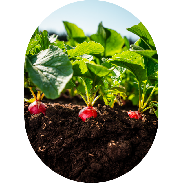 Three radish plants in a row.