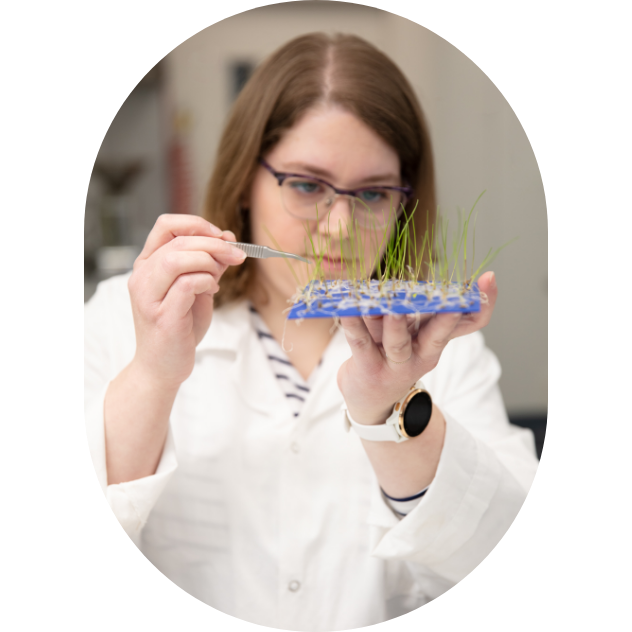 A researcher observing seedlings in a Sollio Agriculture laboratory.