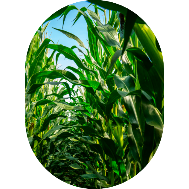 Row of high yielding corn seen from inside.