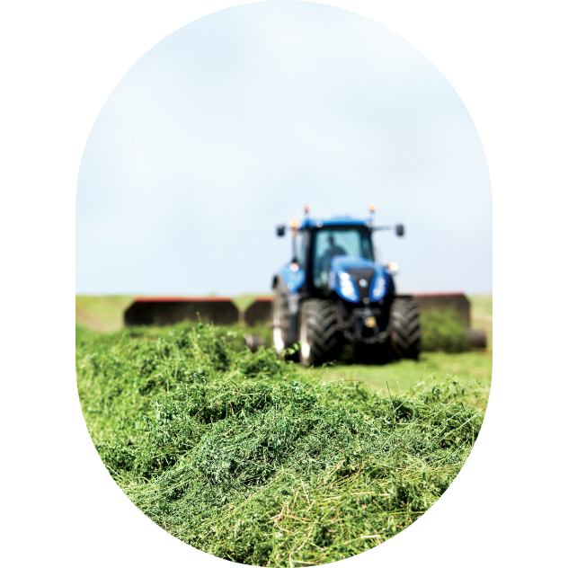 A blue tractor with a mowing equipment harvesting an alfalfa field.