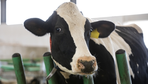 Une vache laitière qui regarde la caméra.