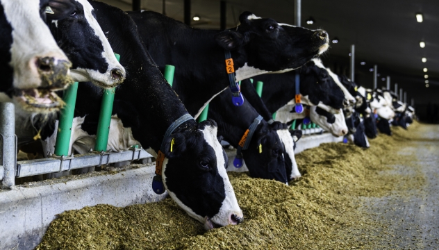 Vaches en lactation qui se nourrissent de ration totale mélangée.