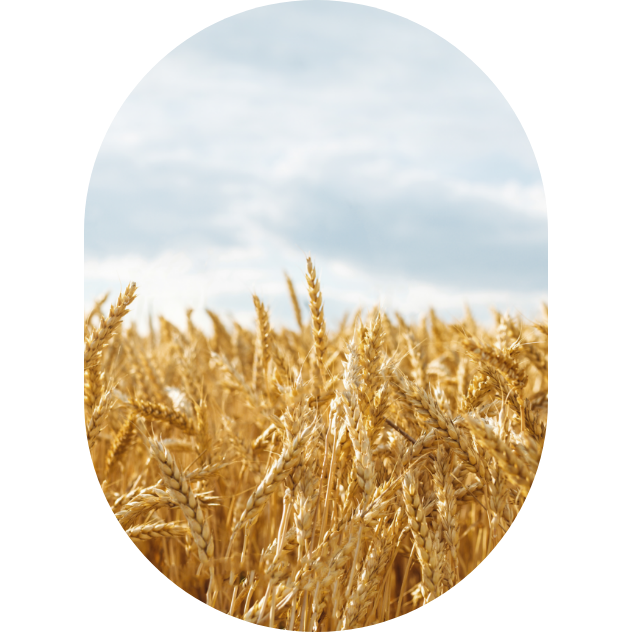 A wheat field ready for harvest.