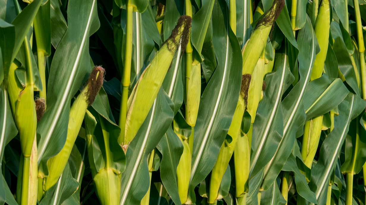 A close up of corn crops.