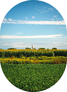 Corn and soybean crop fields in summer.