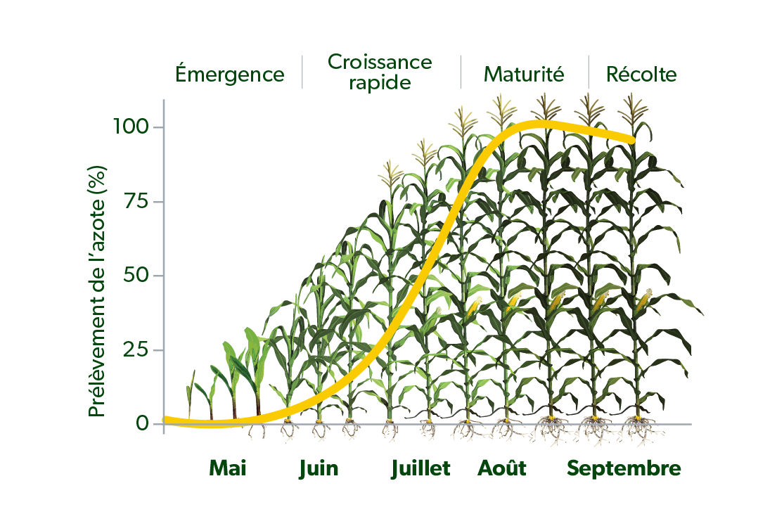 Graphique montrant les prélèvements d'azote en fonction des stades de croissance du maïs.