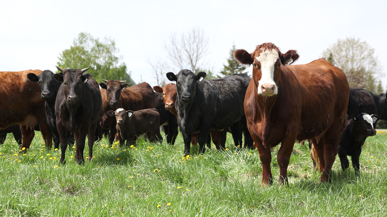 Cattle outdoors under intensive grazing.