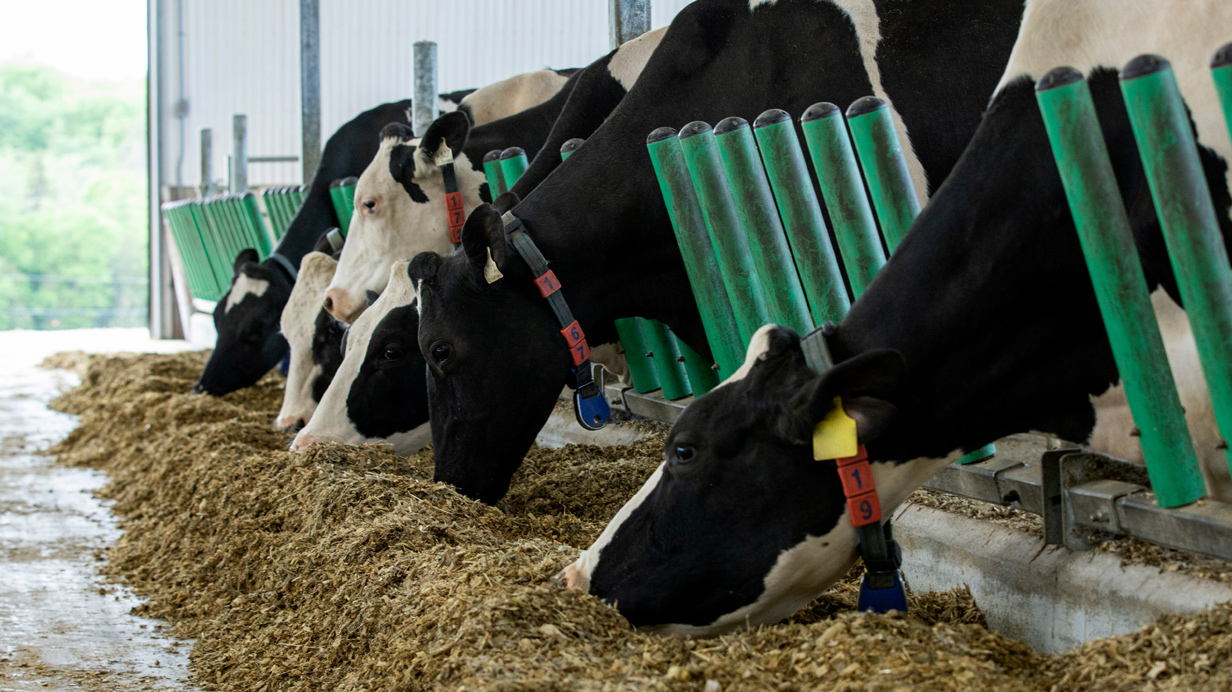 Heifers in a cowshed eats mixed feed.