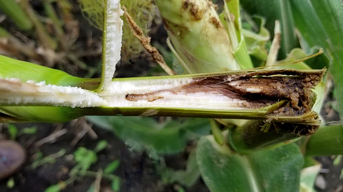  European corn borer in a field sown without the Bt trait.