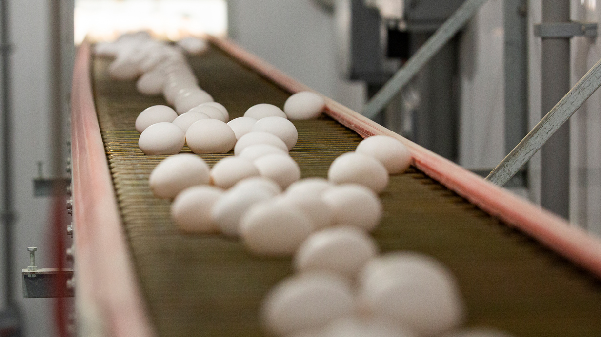 Eggs are transported using a conveyor.