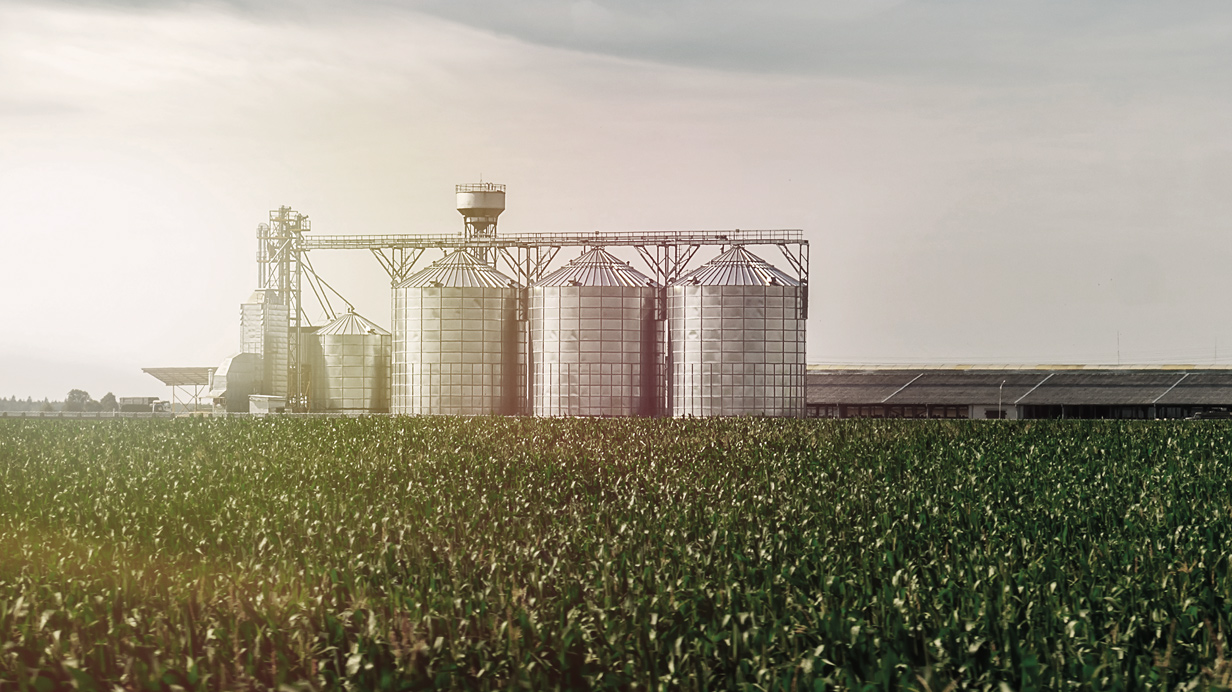 A cornfield in summer seen up close with multiple silos in the background.