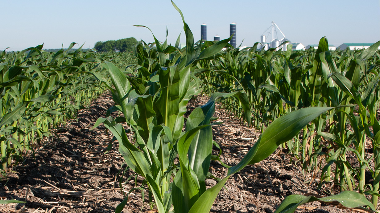 A cornfield in summer seen up close with silos in the background.