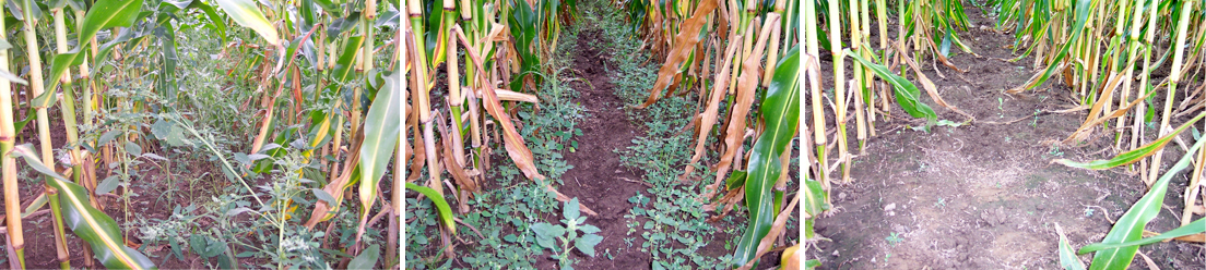 Corn yield depending on the period of glyphosate application.