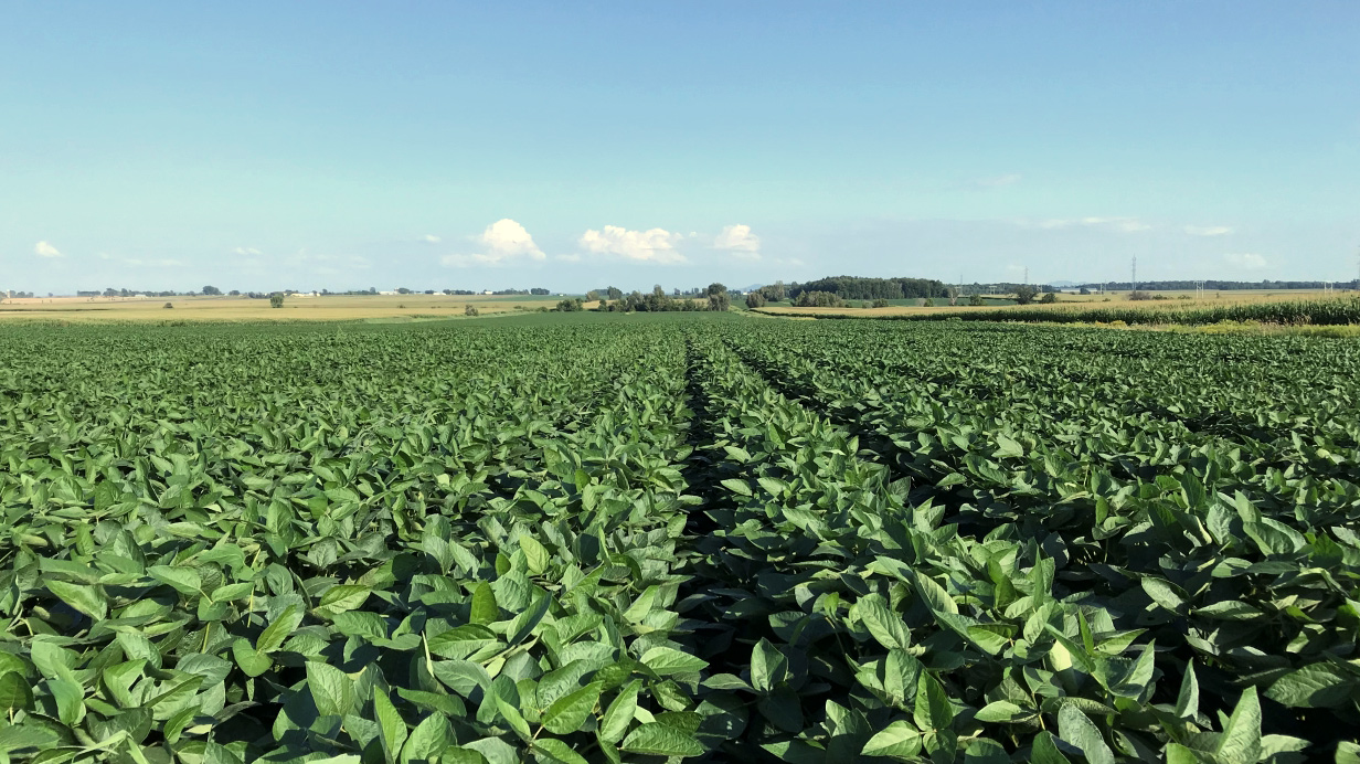 A Katonda R2 soybean field with very high tolerance to white mould.