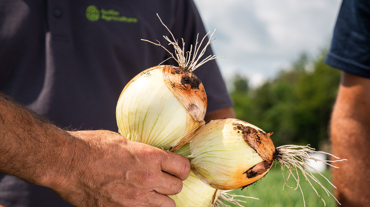 A vegetables producer holds freshly harvested onions in his hands.