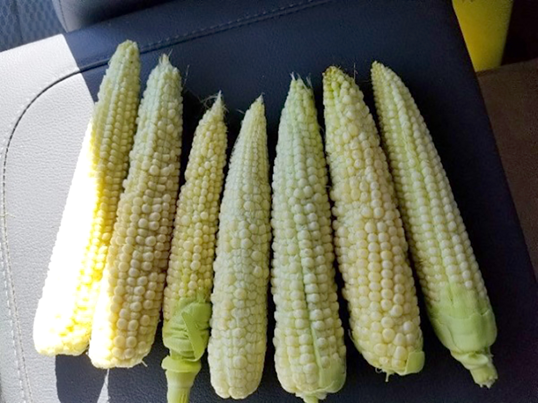 Reduced pollination of corn plants due to extreme heat caused by smoke