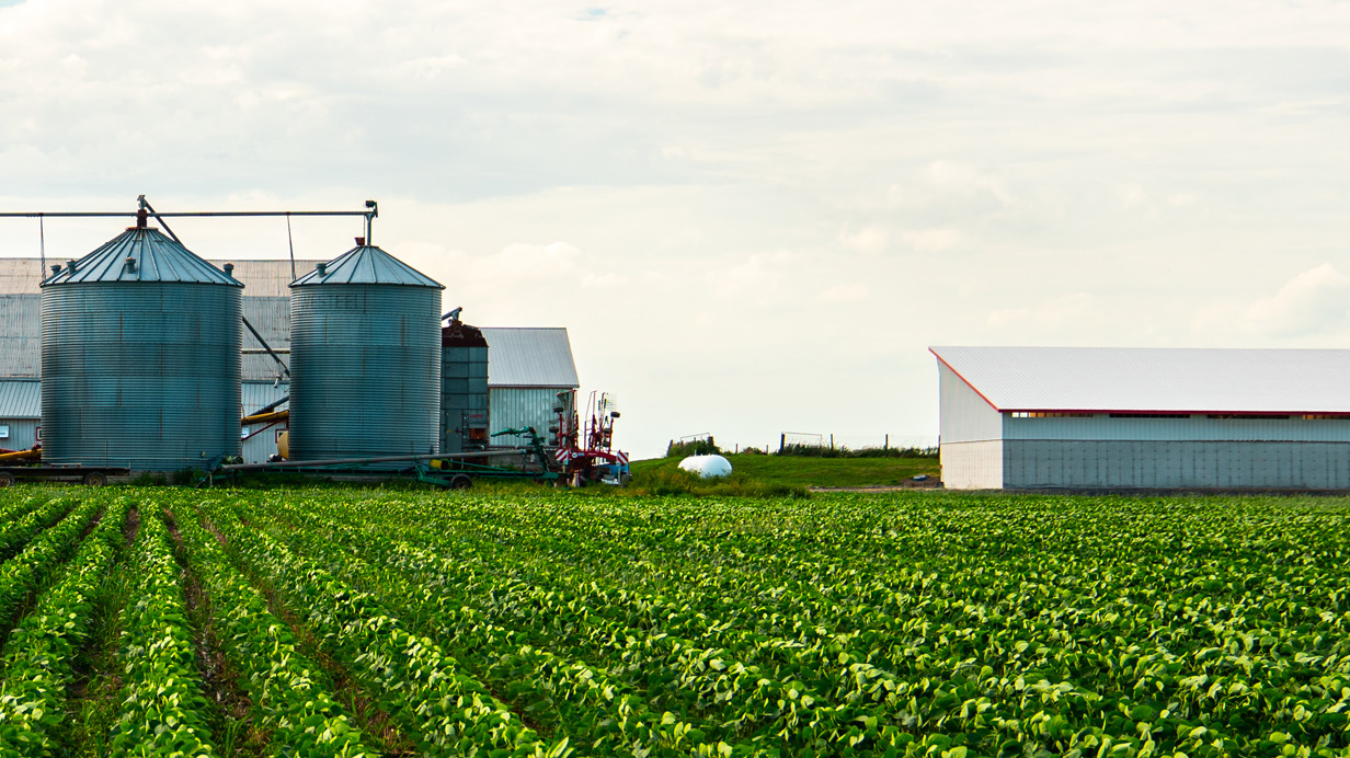 A soybean field in summer with silos in the background.