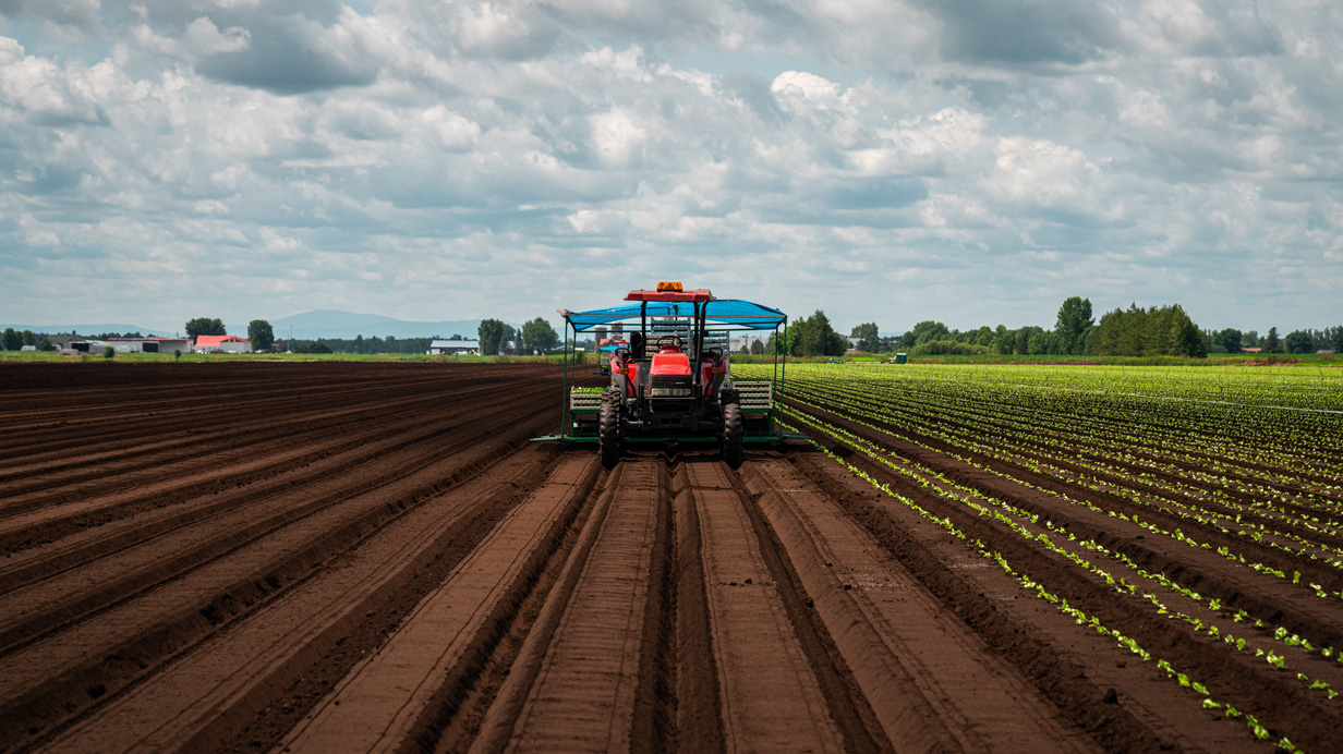 A horticultural producer in a tractor sows his field in summer.