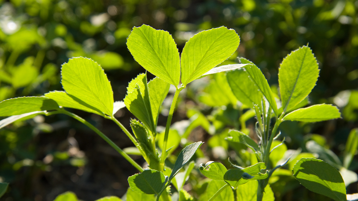 An alfalfa plant seen up close.