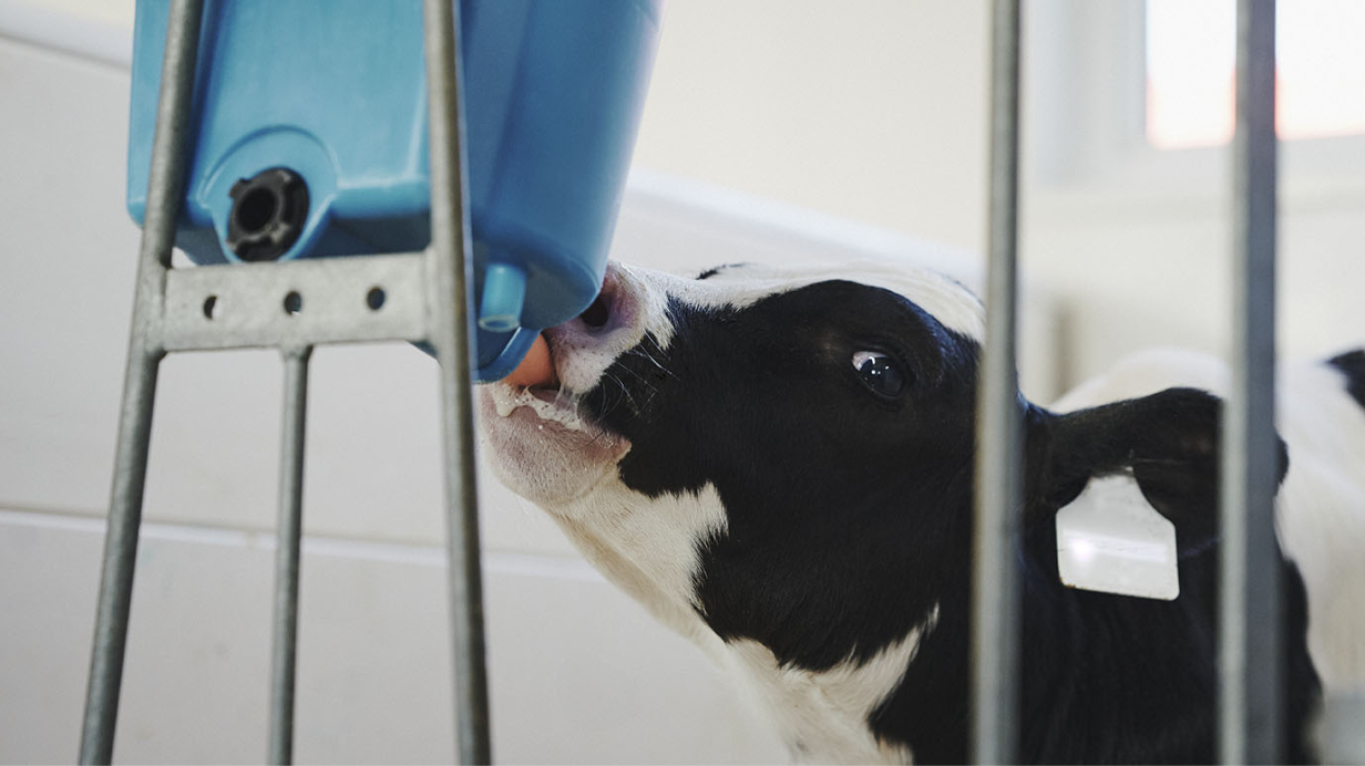 Une génisse boit du lait. 