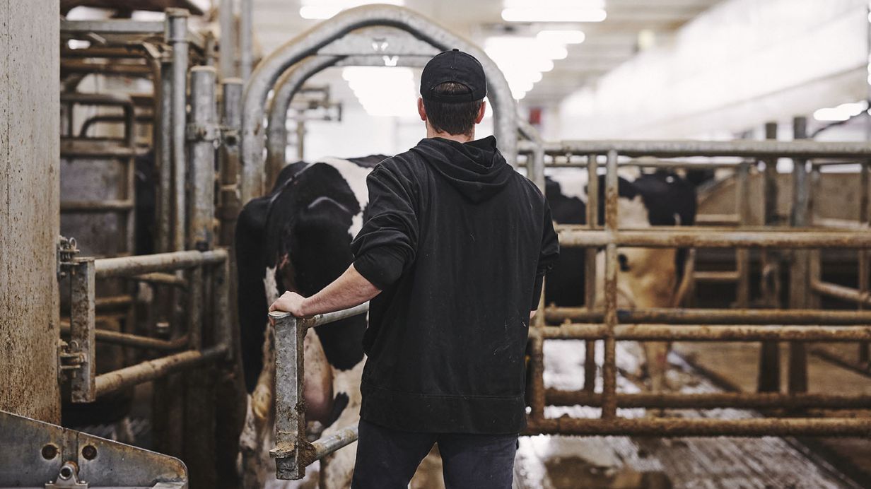 Un producteur laitier observe deux vaches pour sélectionner la moins performante. 