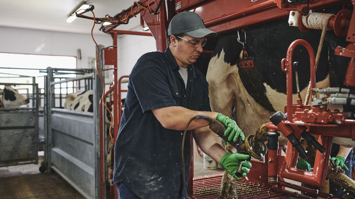 Un producteur fait le parage des pieds d'une vache laitière pour éviter des problèmes de boiterie.