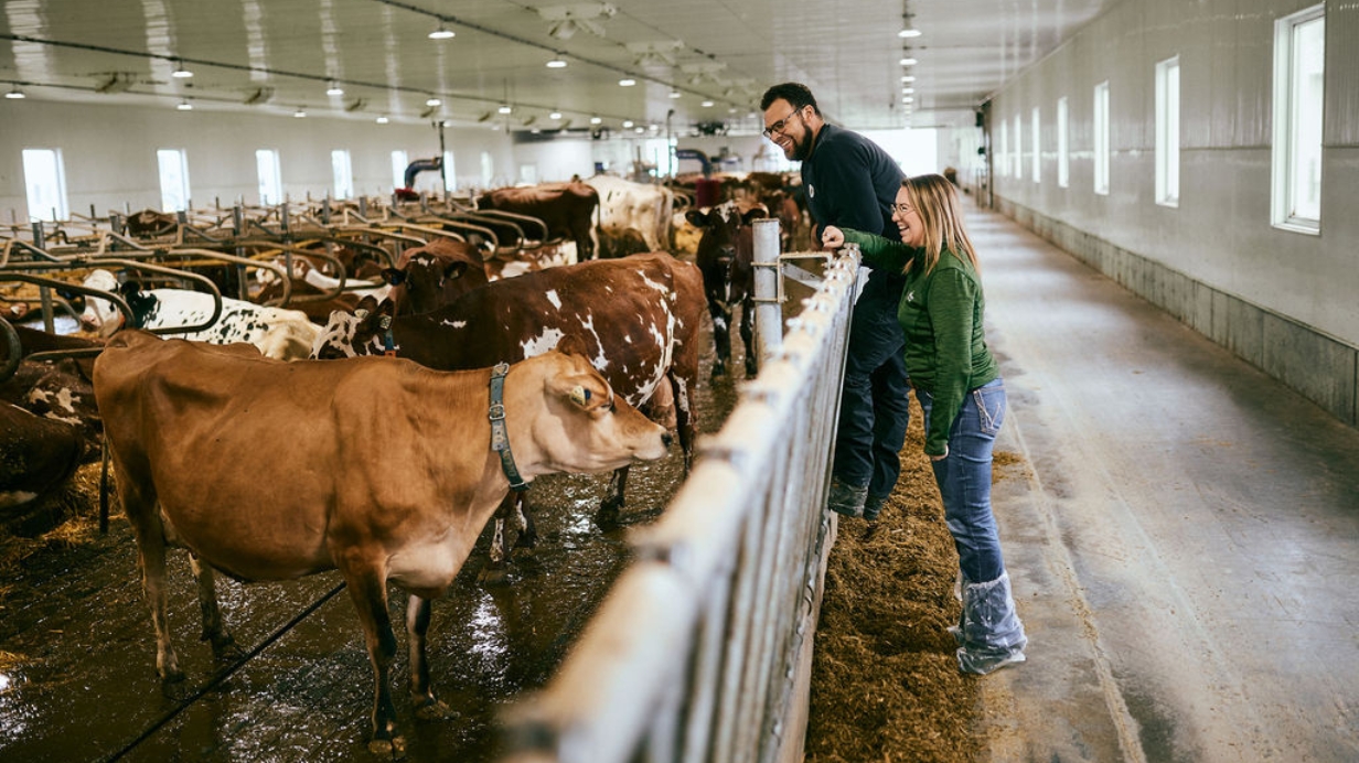 Un producteur de lait et une experte-conseil observe les signes de stress thermique dans le troupeau de vaches. 